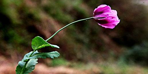 建设模拟游戏《维京人之地》EA发售 Steam多半好评